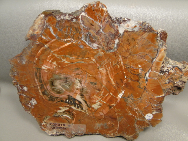 arizona-petirified-rainbow-wood-polished-slab.jpg