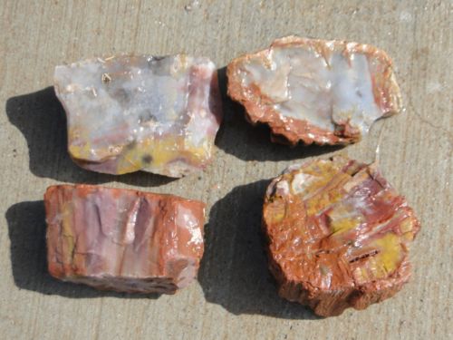 arizona-rainbow-petrified-wood-rough-rock.jpg