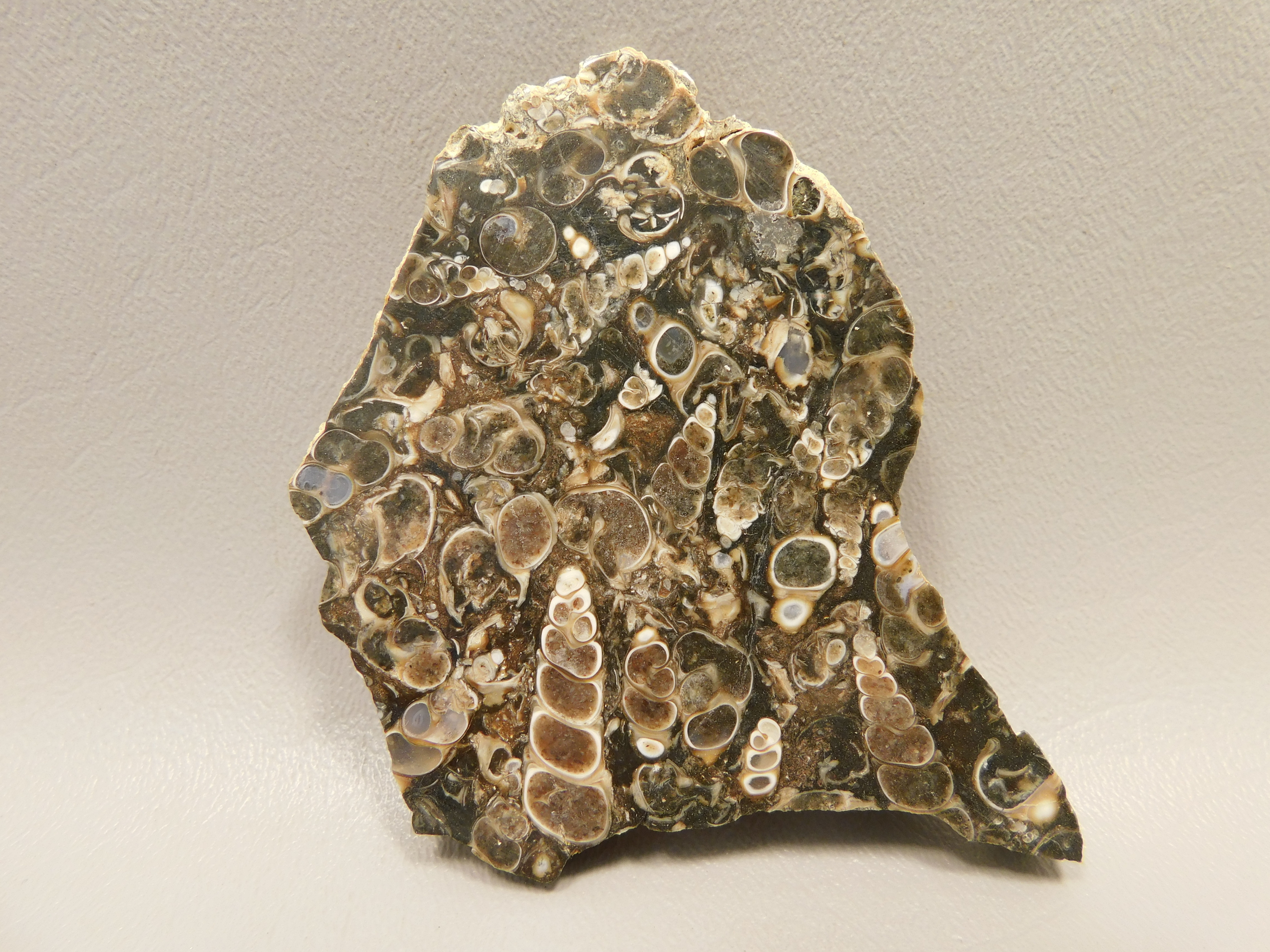 Turritella Agate
