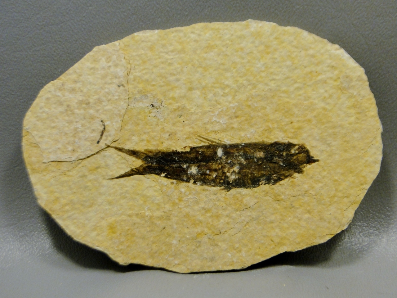 fossil.jpg fossil.jpg