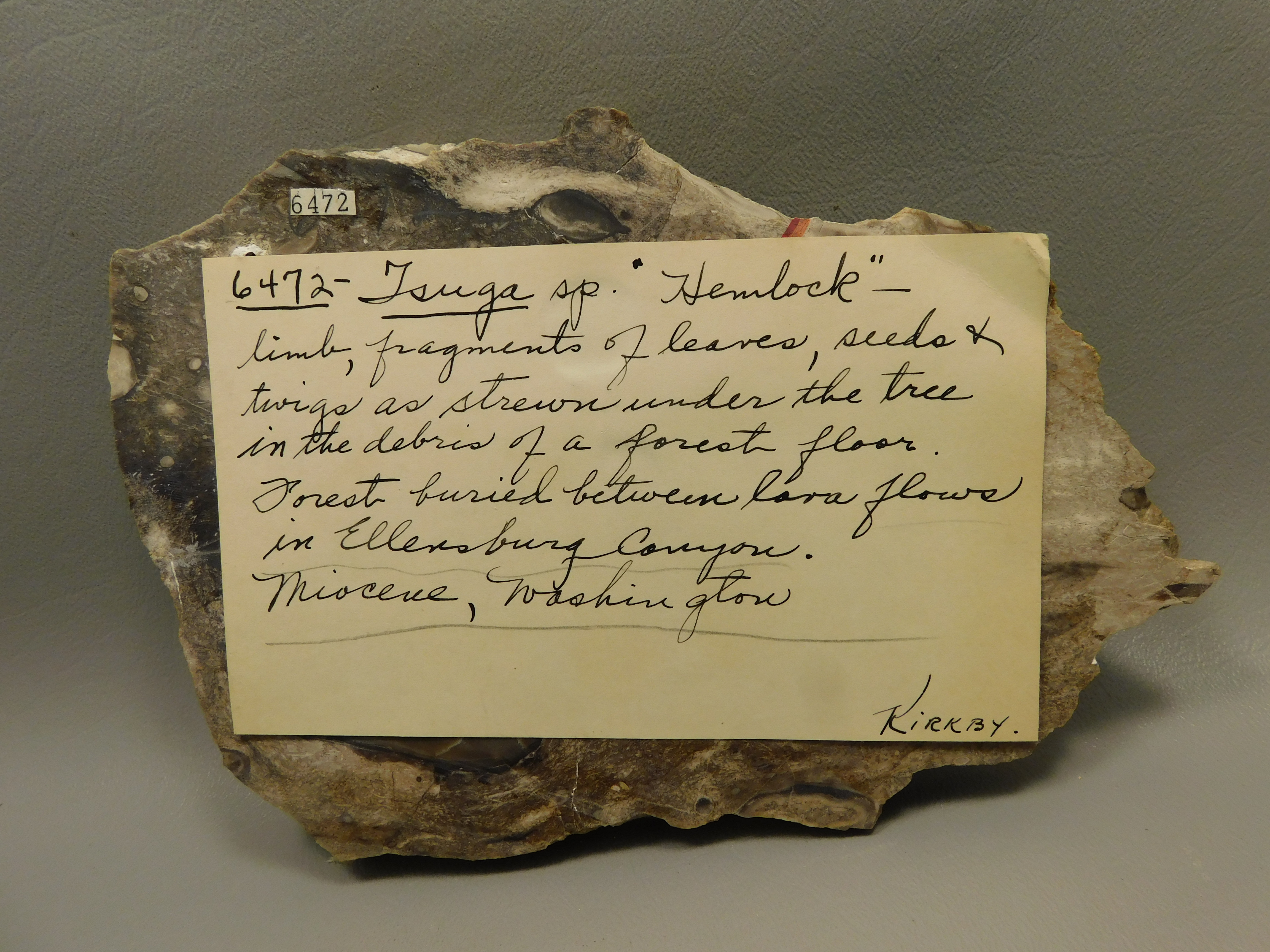 petrified-forest-floor-label""